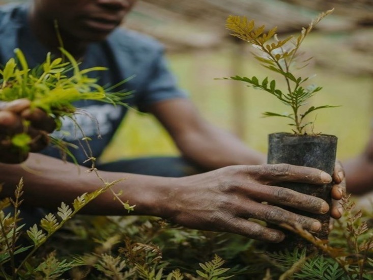 Planting of tree